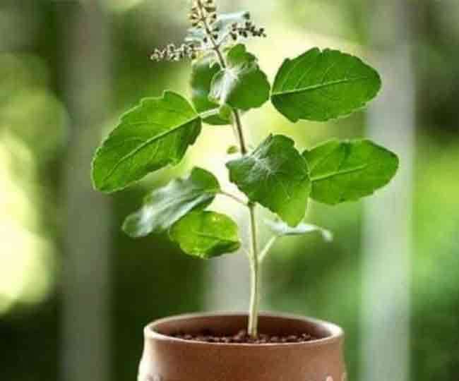 You are currently viewing तुलसी पौधा नहीं मनुष्य जीवन का अंग है
