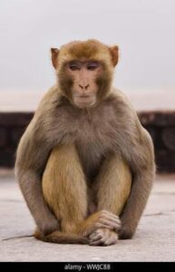 Read more about the article क्या आपने कभी बंदरों को स्वाभाविक रूप से मरते देखा है ?